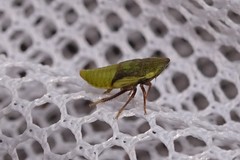 Aphrodini