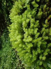 Diobelonella palustris