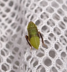 Aphrodini