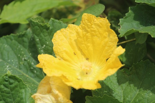 Benincasa hispida