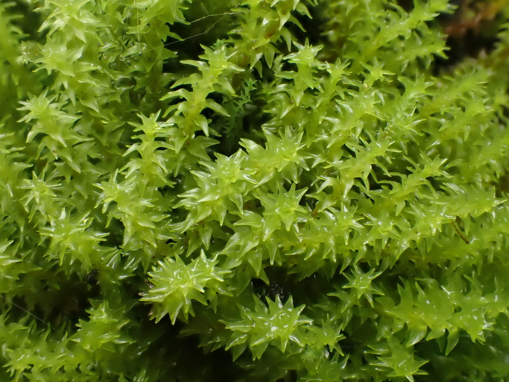 Marsh Forklet Moss