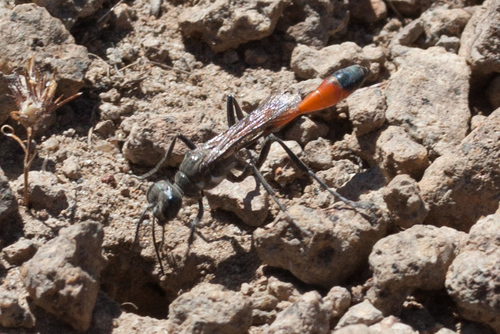 iNaturalist observation photo of Thread-waisted Sand Wasps