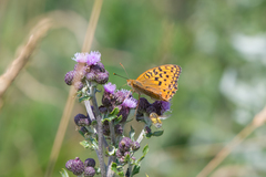 Argynnis adippe