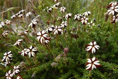 Jamesbrittenia albomarginata