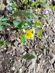 Viola pubescens