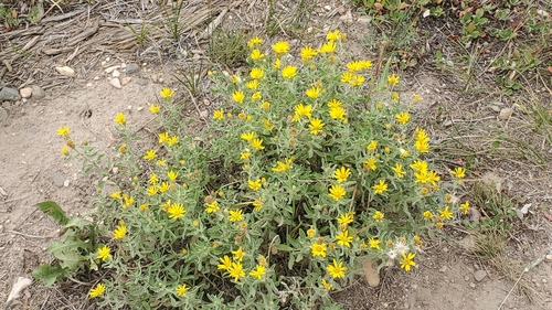Image of Heterotheca hartmanii by no rights reserved