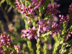 Erica petraea