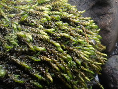 Hygrohypnum