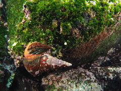 Triplofusus princeps