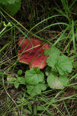 Suillus asiaticus