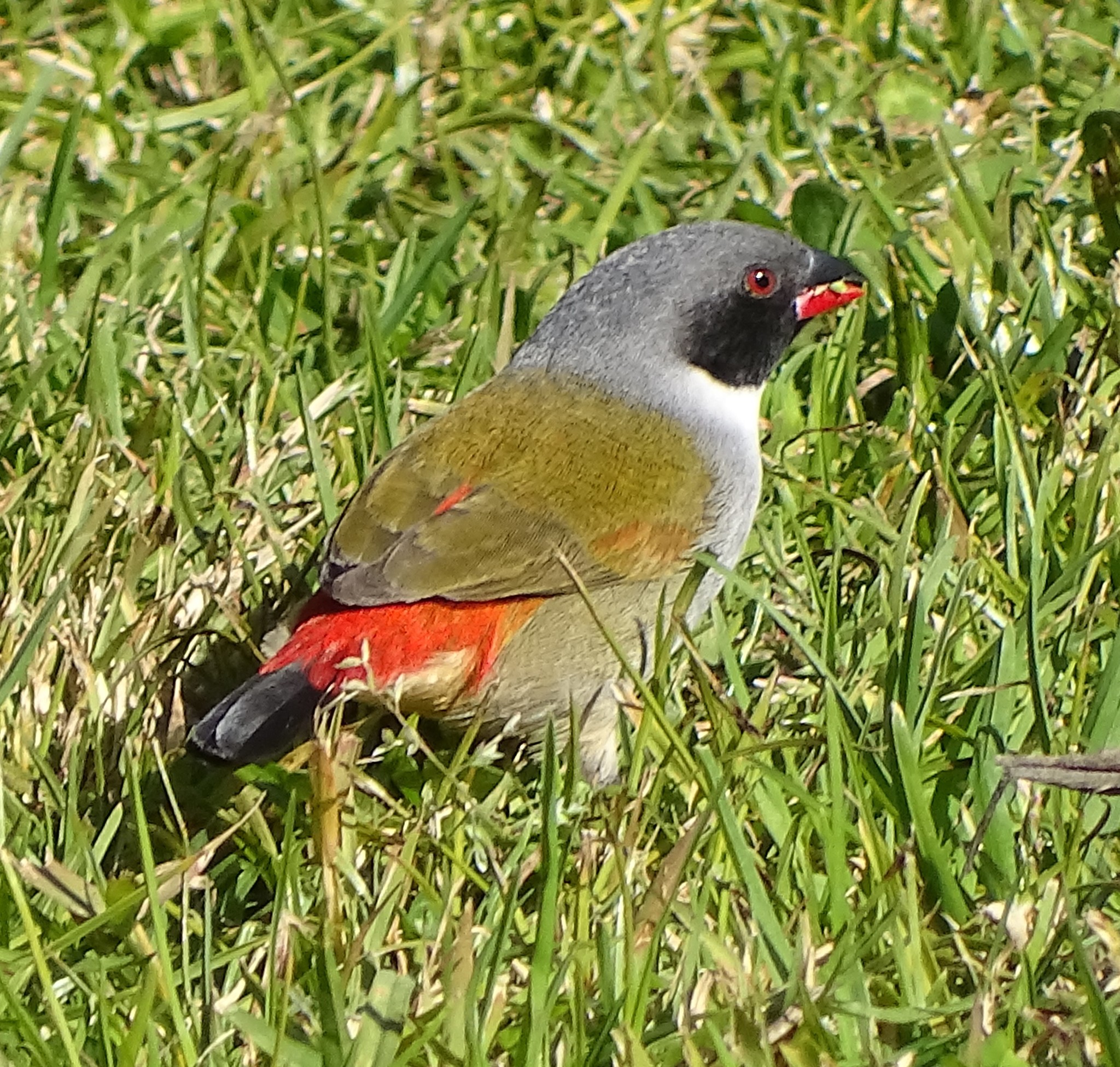 Swee Waxbill illustration