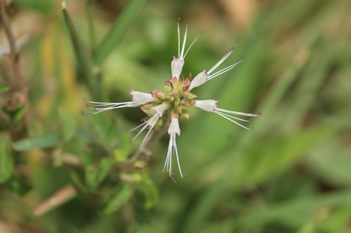 Orthosiphon aristatus