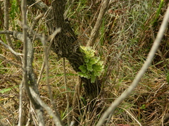 Crocodia