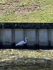 Ardea alba