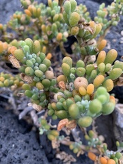 Tetraena fontanesii image