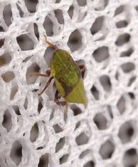Aphrodini