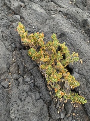 Tetraena fontanesii image