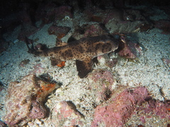 Heterodontus quoyi