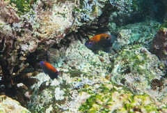 Stegastes beebei