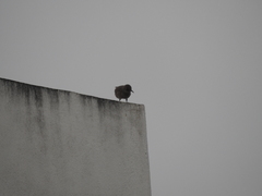 Toxostoma curvirostre