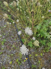 Daucus carota