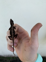 Anolis sagrei