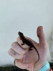 Anolis sagrei
