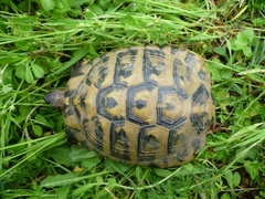 Testudo hermanni boettgeri