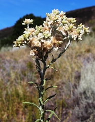 Pseudognaphalium undulatum