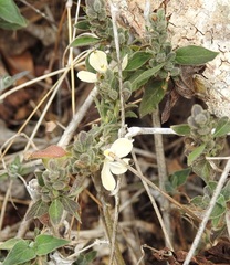 Henrya insularis