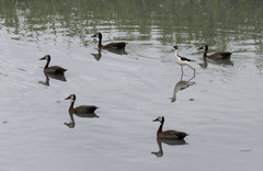 Himantopus mexicanus
