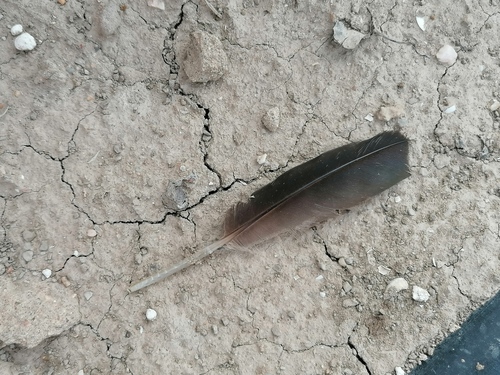 Plume de Ibis falcinelle