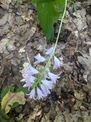 Campanula bononiensis