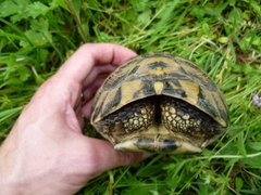Testudo hermanni boettgeri