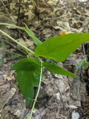 Campanula bononiensis