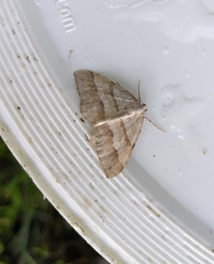 Perizoma parallelolineatum