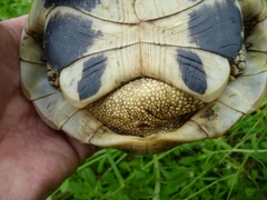 Testudo hermanni boettgeri