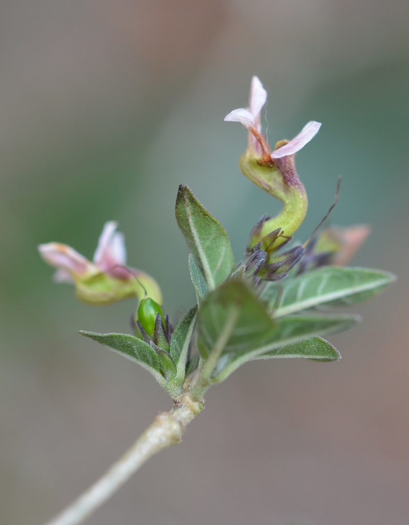 Holographis parayana