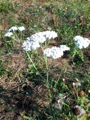 Achillea millefolium
