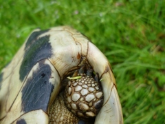 Testudo hermanni boettgeri