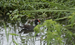 Gallinula galeata