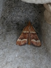 Stemmatophora combustalis