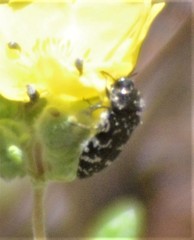 Acmaeodera ornata