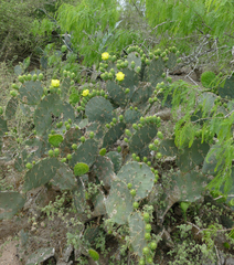 Opuntia alta