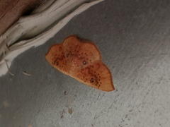 Cyclophora lennigiaria
