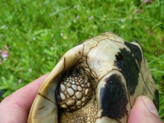 Testudo hermanni boettgeri