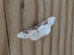 Idaea mustelata