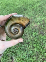 Pomacea maculata