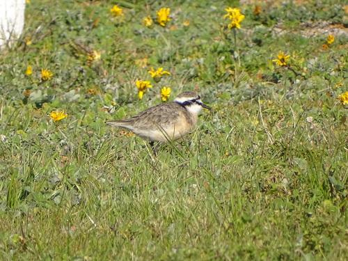 White-fronted Plover (Anarhynchus marginatus), photo 10