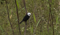 Arundinicola leucocephala